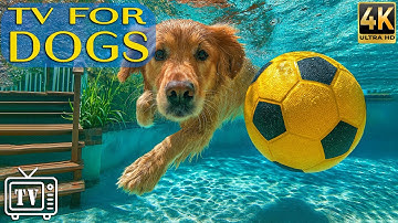 24/7 Dog TV 🎶 Anxiety Relief for Dogs While You