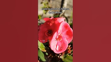 Thumbnail of La belleza en cada pétalo de las flores 💐 #music #song