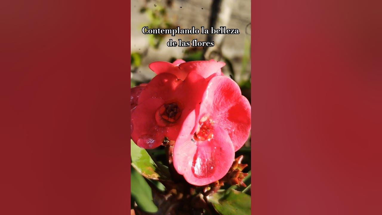 La belleza en cada pétalo de las flores 💐 #music #song La belleza en cada pétalo de las flores 💐 #music #song