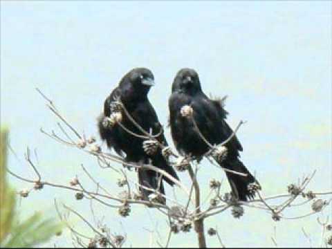 カラスの怪しげな鳴き声 Youtube カラスの怪しげな鳴き声 Youtube