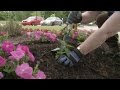 Planting Petunias, Vinca, and Salvia – Family Plot Planting Petunias, Vinca, and Salvia – Family Plot