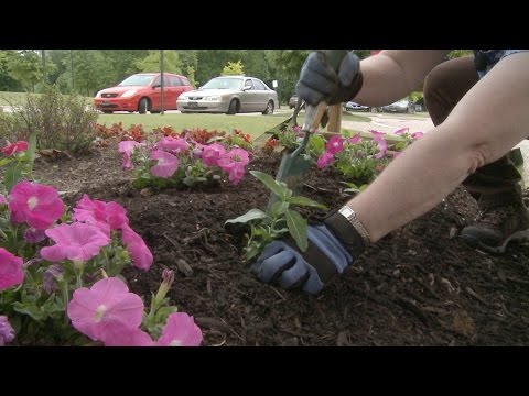 Planting Petunias, Vinca, and Salvia – Family Plot