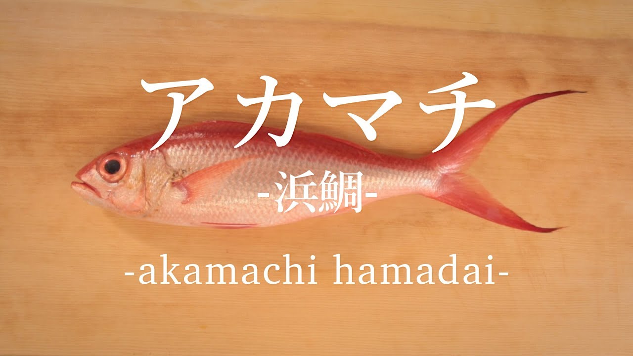 アカマチ 浜鯛 のさばき方 How To Filet Ruby Snapper 日本さばけるプロジェクト Youtube