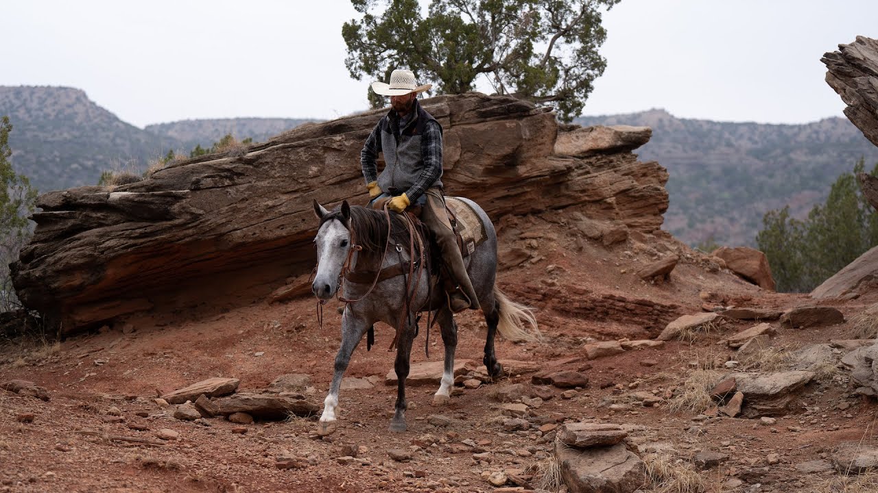 Lot 46 DJS Honors Finale offered by SKC Livestock at the Best of Texas
