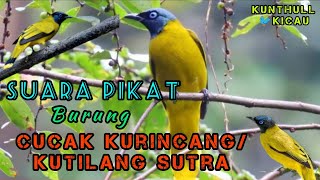 Audio Pikat burung cucak kurincang|kutilang sutera.