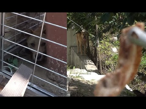 puppy paradise Dog Has Daddy Issues | Kritter Klub