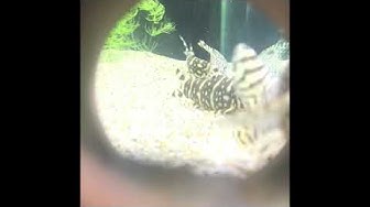 パキスタンローチ Youtube パキスタンローチ Youtube