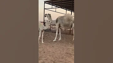 راعي سوداني اطلق اسم كورونا على بكره ولدت في بداية كورونا 