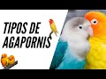 tipos de agapòrnis , variedad de agapornis