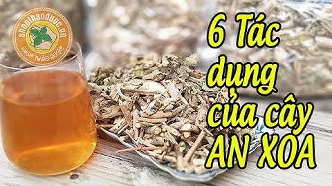 6 TÁC DỤNG NỔI BẬT CỦA CÂY AN XOA ĐỐI VỚI SỨC KHOẺ CHÚNG TA | Shop Thảo Dược