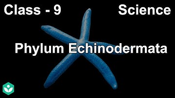 Phylum Echinodermata | Diversity in Living Organisms | Biology | Grade 9 | Telangana | Khan Academy