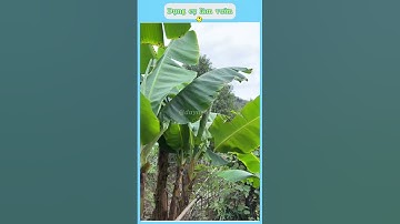 Đầu liềm cong gắn cán – Dụng cụ phát cỏ, cắt cành đa năng cho nhà vườn #giadungtienich #xuhuong