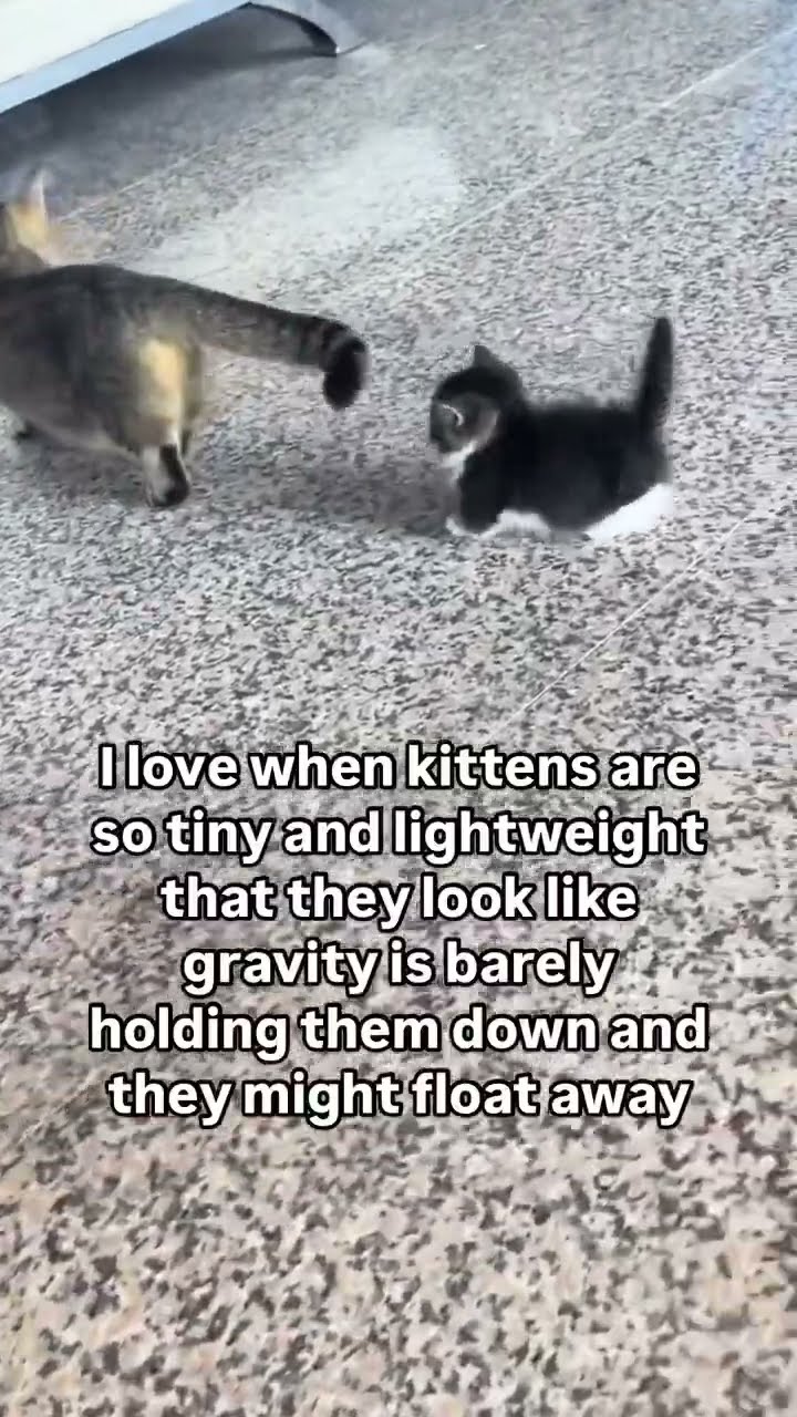 Kittyo was being a luhhh adorable to that prvnci on a Monday