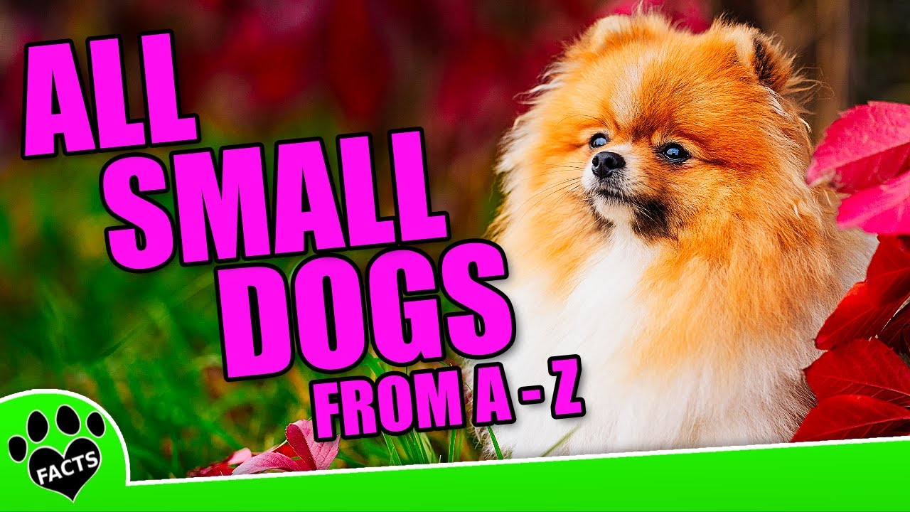 All Small Dog Breeds From A To Z (5 of 6) - Peruvian Hairless- Sealyham Terrier