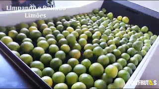 Máquina de Limpar e Polir Frutas - Polyfrutas
