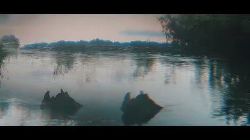 Shallow Monkeys _ BioMoped