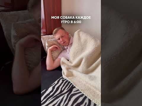 Во сколько гулять с собакой?
