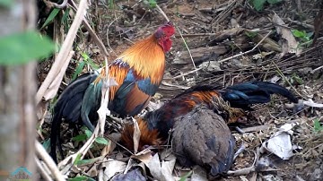 yos Dib qaib qus tuaj zoo heev