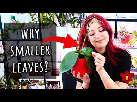 What to do if your Moth Orchid grows smaller leaves? - Orchid Care for Beginners