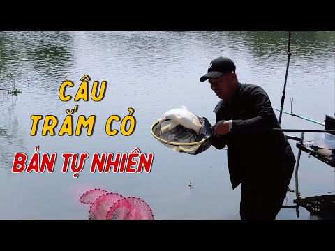 Câu Trắm Cỏ Hồ Bán Tự Nhiên