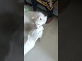 Snowy and Coco playing like crazy ❤️