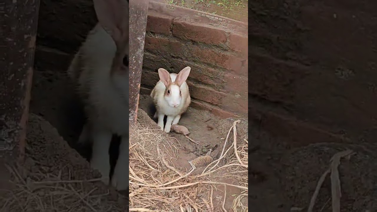 Rabbits baby 