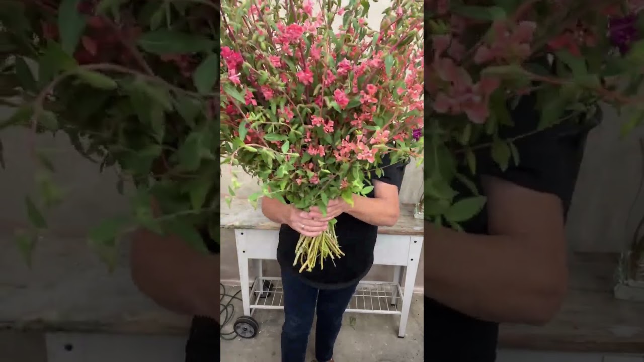 Starting cool-season seeds like this Clarkia in 17 days