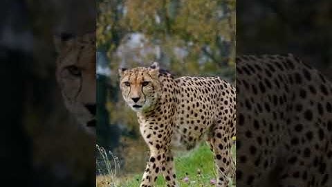 Amazing Leopard/Know about Leopard #Shots #Leopard #LoveAnimal