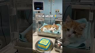 😺🎂Cat birthday celebration🇺🇲😺 #Cat #usa #CuteCat #CatShorts #Kitten #FunnyCat #CuteAnimals
