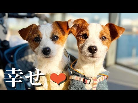 多頭飼いをしてよかったこと・大変だったこと/ジャックラッセルテリア/多頭飼い