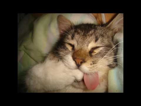 Wideo: Jak Koty Usypiają