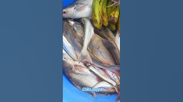 #Shorts / Câu cá ba sa cá dứa mồi này nó khoái lắm miền tây sông nước #KiềmRapper