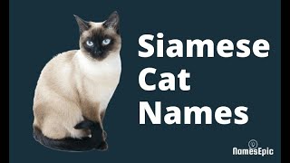 20 Siamese cat Names | Cute, Funny, Unique, Thai Siamese Cat Names by NamesEpic 2,794 views 2 years ago 1 minute, 40 seconds