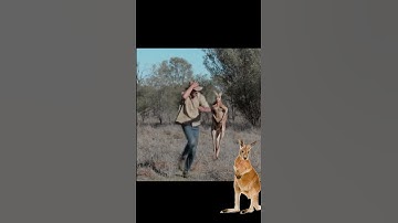 Kangaroo Chasing a man in Australia #kangaroo