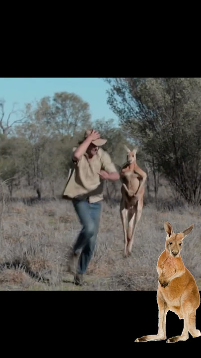 Kangaroo Chasing a man in Australia #kangaroo