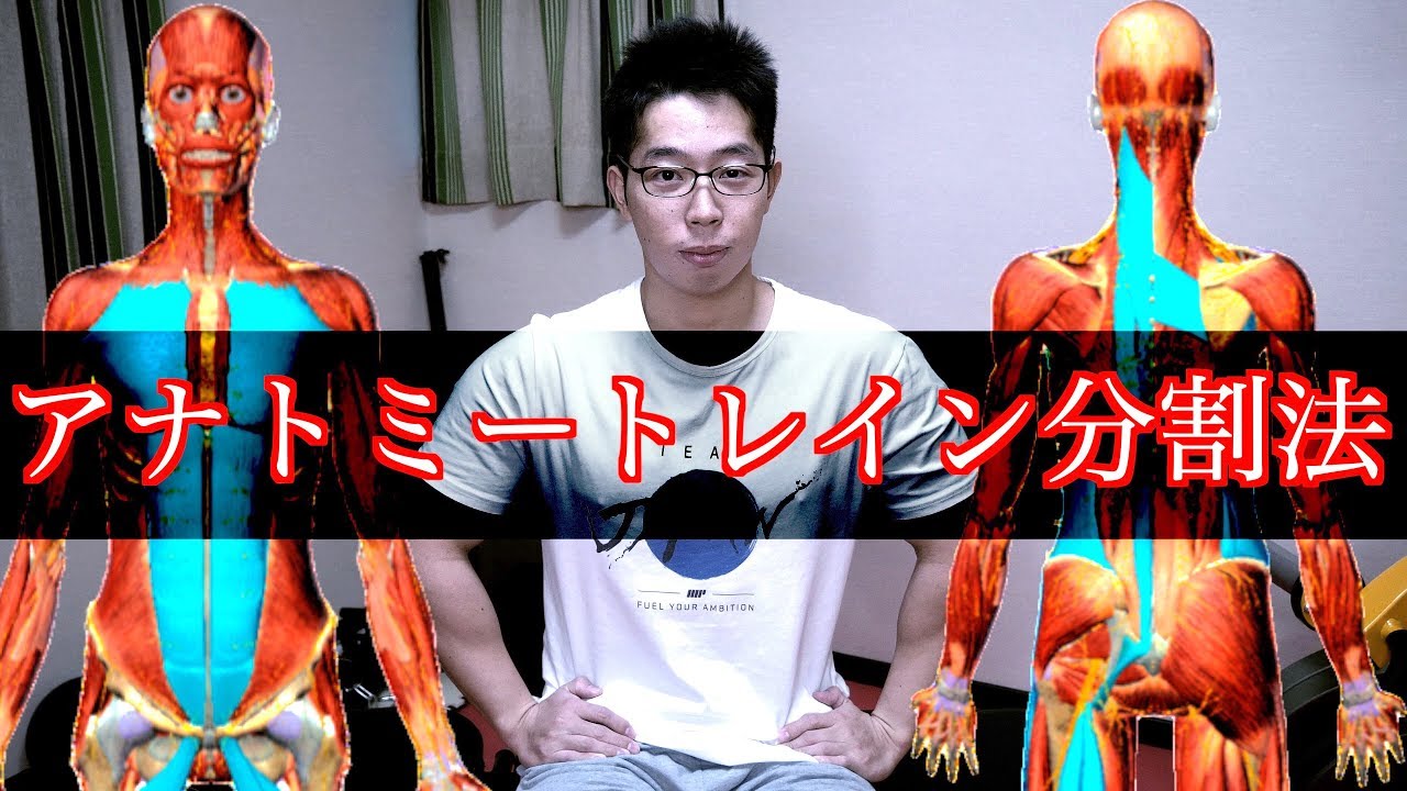 【筋トレ】アナトミートレインを利用した分割法！　筋肉は繋がっている！？