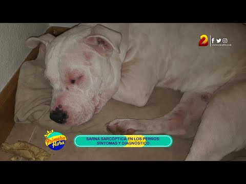 Video: Sarna Demodéctica En Perros: Síntomas Y Causas