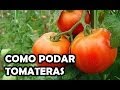 Poda del tomate