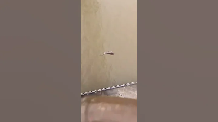 my fish does a backflip (he missed the water)