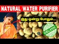 அழுக்கு தண்ணீரை கூட குடிநீர் ஆக்கலாம் | Natural Water Purifier | Tamil Tips