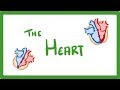 Gcse biology  the heart  23