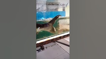 Cá mập nước ngọt...