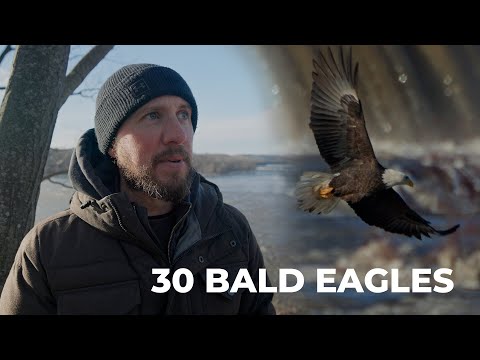 Amazing! 30 Bald Eagles Gather Together to Catch Fish