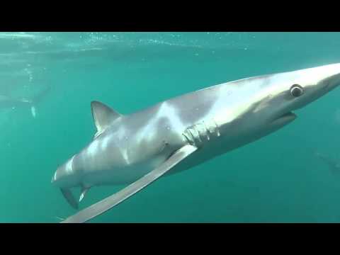 Video: Shark largemouth pelagic: foto, beskrivelse