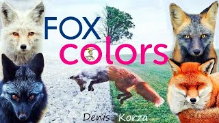 Цвета Лис 🦊 Fox Colors 😍 Интересные факты ⚡ Foxes 👍 4K Цвета Лис 🦊 Fox Colors 😍 Интересные факты ⚡ Foxes 👍 4K