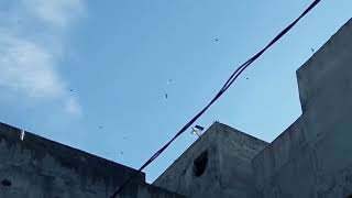 SP BLACK BIRD DIKOTA KECAMATAN PERBAUNGAN KAB.SER-GAI SUMATERA UTARA