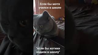 Включи котики ходили. Если котики ходили в школу. Если бы котики ходили в школу. Видео если бы котики ходили в школу. Если бы котики ходили в школу ютуб.