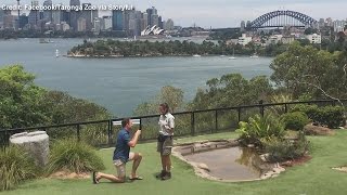 Cockatoo helps zookeeper's boyfriend with marriage proposal