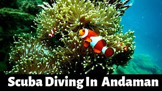 Scuba Diving In Andamans - North Bay Island