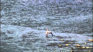 Graceful Grey Heron